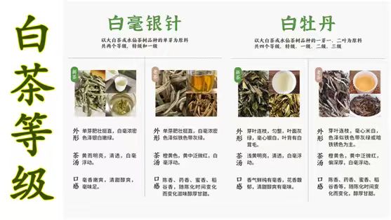 茶园图片
